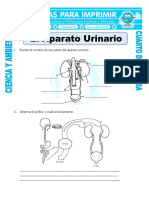 Ficha El Aparato Urinario para Cuarto de Primaria