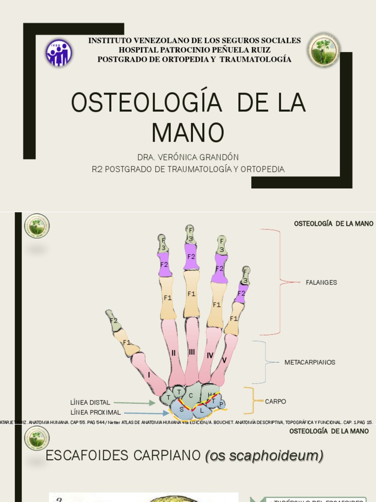Anatomía quirúrgica de la mano | Editorial Médica Panamericana, image size:768x1024