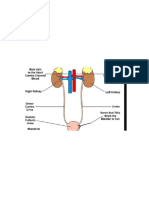 Urinary System