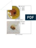 A. Result: Figure Details: 1. Allantois. 2. Amnion. 3. Albumin. 4. Yolk Sac. 3. 4