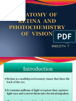 Retina Anatomy and Physiology