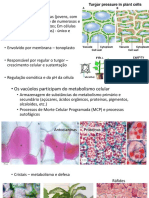 3 Meristemas Primários, Tecidos e Epiderme PDF