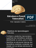 Telencefalo Estrutura