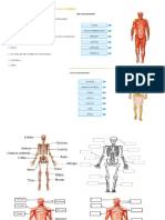 Musculos y Huesos Del Cuerpo Humano