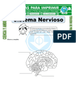 Ficha de Sistema Nervioso para Tercero de Primaria