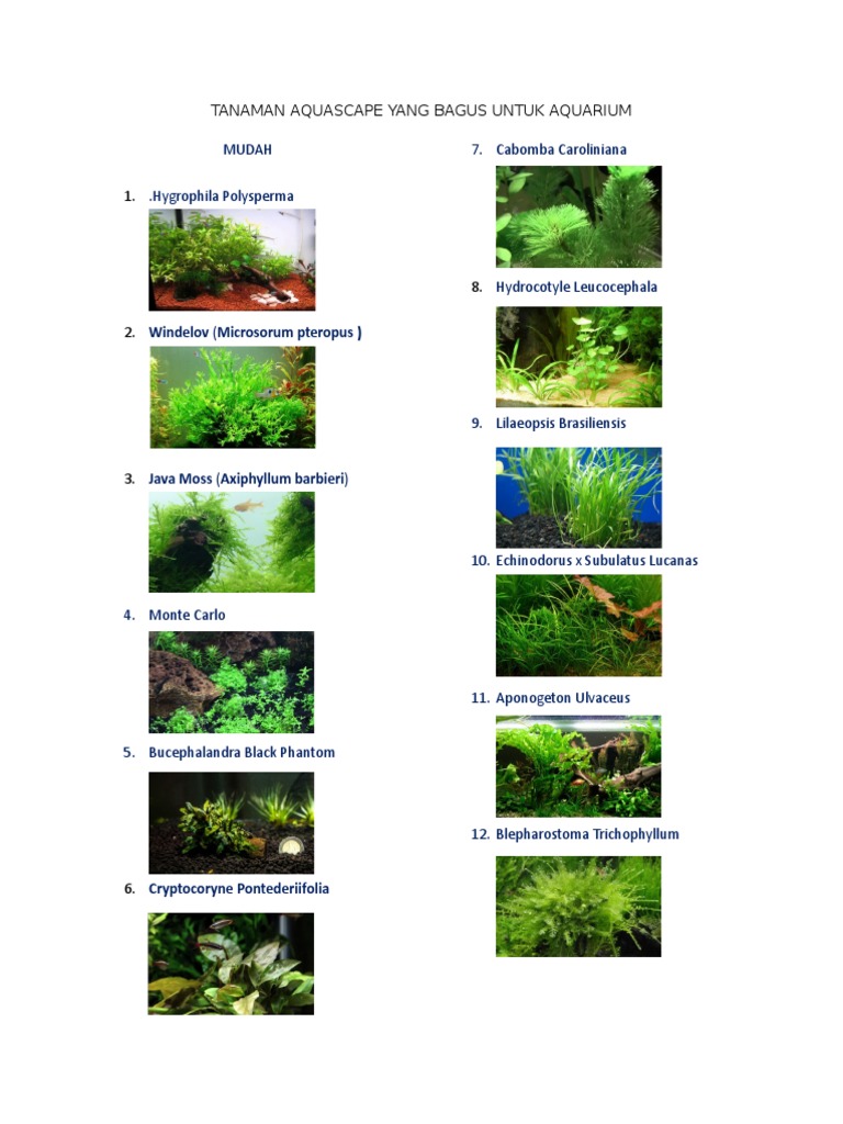 Tanaman Aquascape Yang Bagus Untuk Aquarium