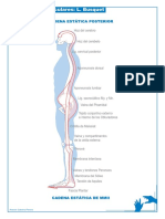 busquet cadena muscular.pdf