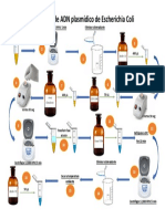 Extraccion de ADN Plasmidico