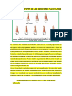 Endodoncia-MORFOLOGÍA-INTERNA-DE-LOS-CONDUCTOS-RADICULARES.docx