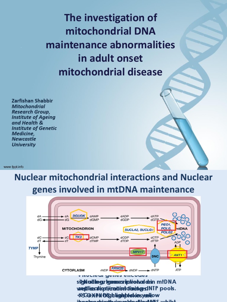 The Investigation of Mitochondrial DNA Maintenance Abnormalities in ...