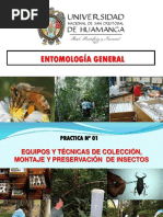 Montaje de Insectos en Entomología | PDF | Insectos