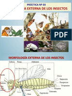 PRACTICA 3 - Morfología Externa