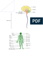 Sistema Nervioso.docx