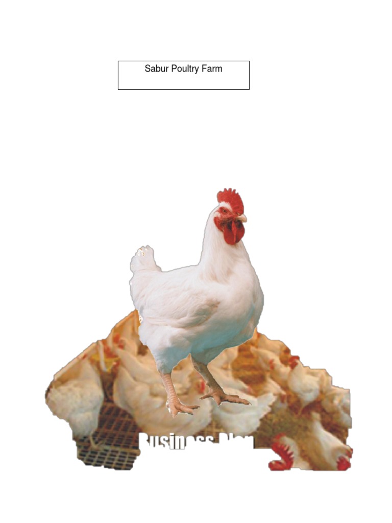 Business Plan Broiler Production Sabur PDF Dividend Retained Earnings