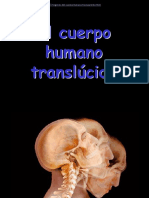 Cuerpo Humano Translúcido