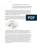 Correlación Del Sistema Límbico y La Neuropsicología