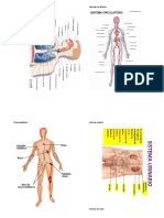 Sistemas del cuerpo humano.docx