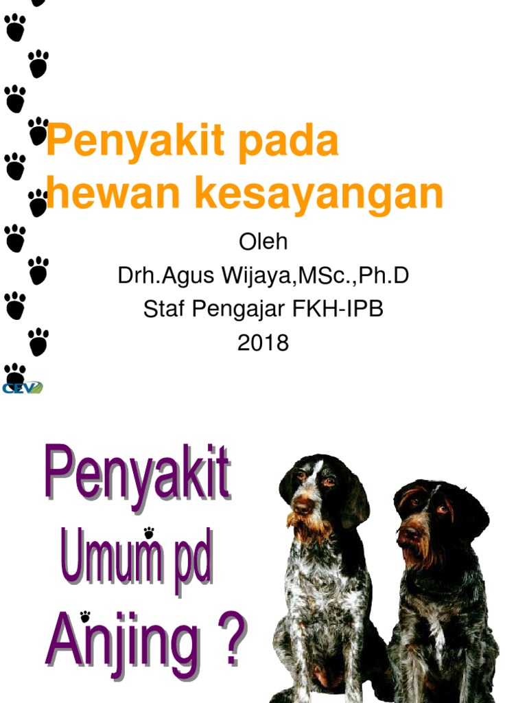 49+ Anjing ras gambar daur hidup anjing terbaru