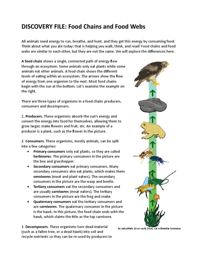 Food Chains and Food s DF.doc Food  Herbivore