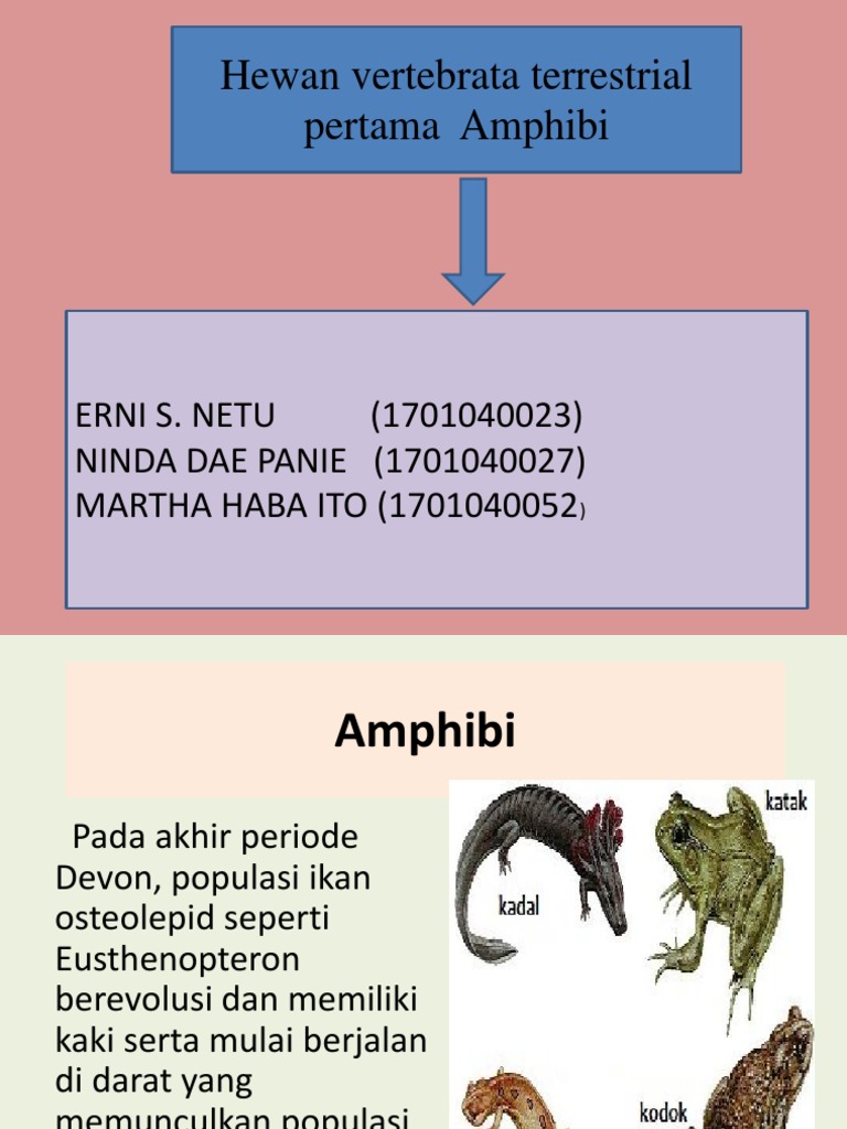 Gambar Kerangka Hewan  Katak Gambar Kata