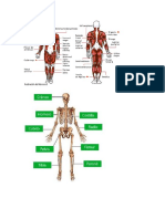 Anatomia-Sistema Oseo y Muscular