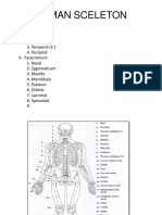 Sceleton Human