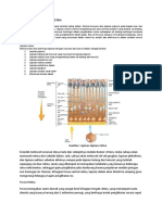 dokumen.tips_anatomi-dan-histologi-retina.docx