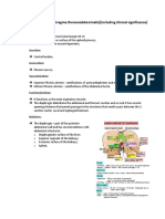 II.2.Diaphragm (M.diaphragma Thoracoabdominalis)