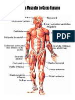 Sistema Muscular Do Corpo