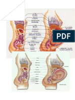 Abdomen de Una Embarazada