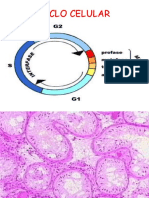 Replicación Del ADN