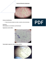 Practica de Leishmania y Trypanosoma-1