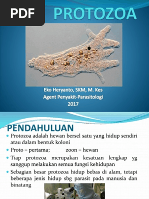 7300 Koleksi Gambar Hewan Bersel Satu Protozoa Terbaru