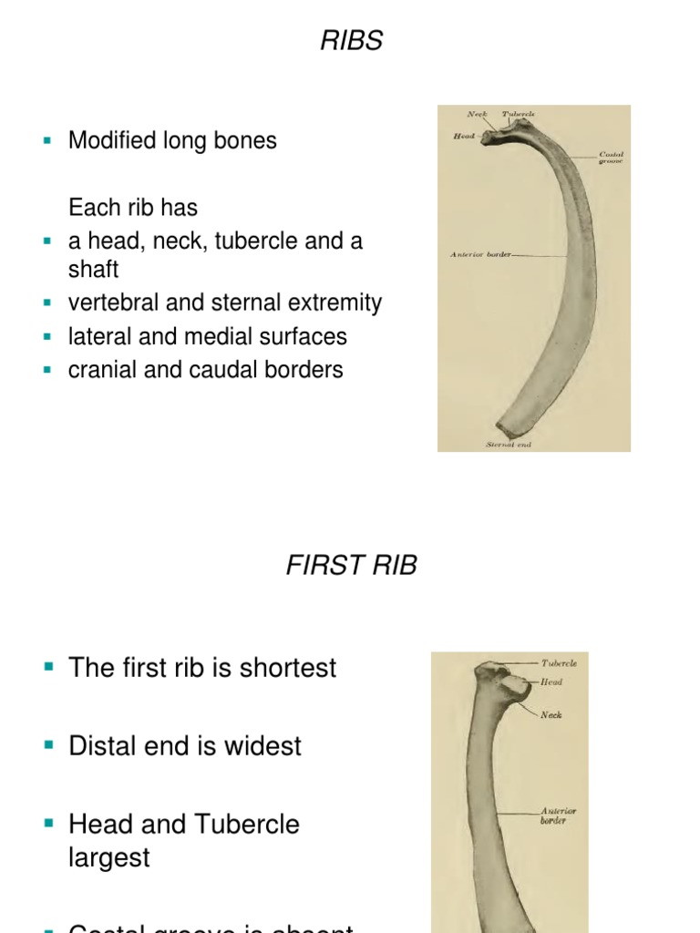 Comparative Anatomy of Ribs and Skulls | PDF | Skull | Primate Anatomy