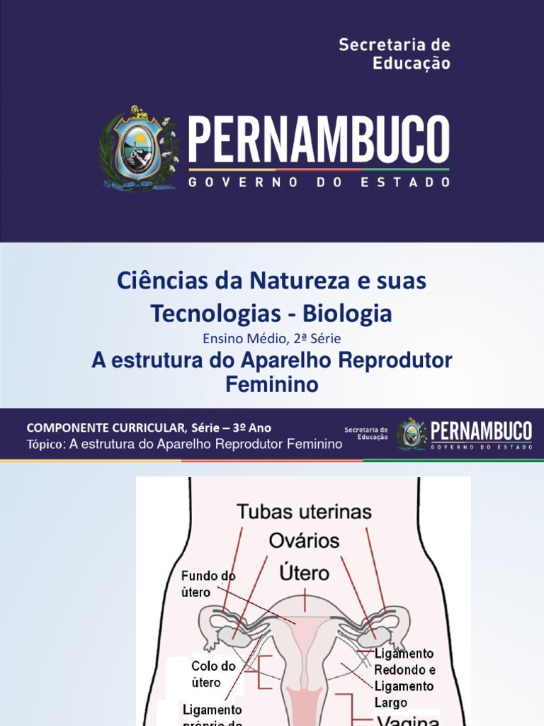 Curiosidades Sobre O Sistema Reprodutor Feminino