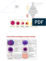Formação e maturação dos eritrócitos na medula óssea