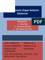 Morfogenesis Hewan: Organ Kelamin Eksternal