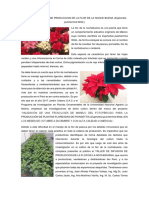 Brochure Taller de Difusión Poinsettias
