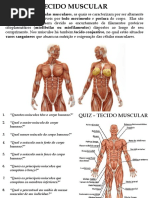 Tecido Muscular