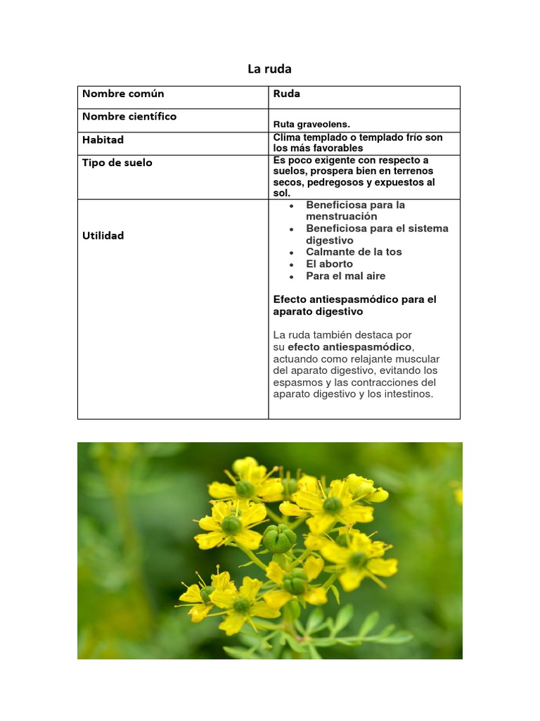 Datos taxonómicos de la ruda | PDF | Hogar, jardinería y bricolaje ...