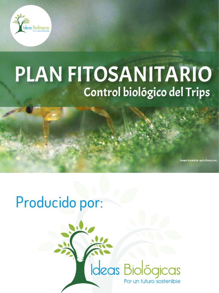 Plan Fitosanitario Control Biologico de Trips PDF Flores