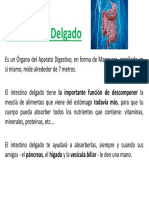 Disertacion Intestino Delgado