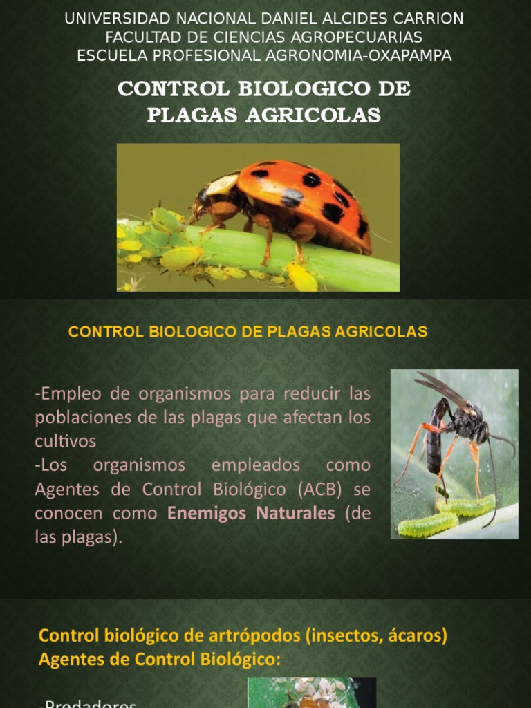 Control De Plagas 2 Insectos Beneficiosos Insectos Agricolas