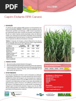 Capim Elefante Canará