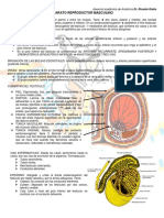 Aparato Reproductor Masculino.pdf