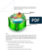 Partes de La Célula