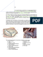 Organos Referentes Cavidad Torácica y Abdominal