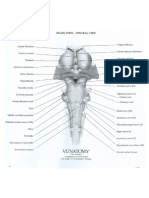 Brainstem