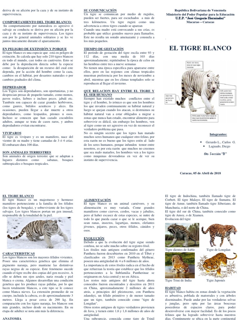 Triptico Del Tigre Blanco Docx Tigre Felidae