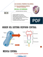 Sistema Nervioso UNFV